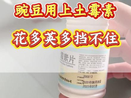土霉素在豌豆上的妙用 你知道吗? #豌豆种植 #豌豆高产 #豌豆施肥 #豌豆防冻 #三农