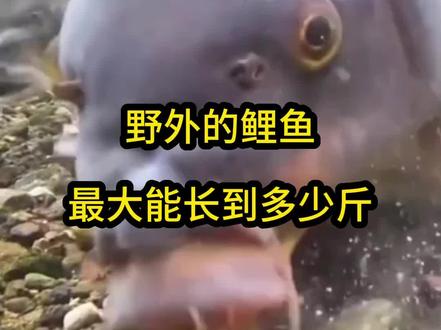 野外的鲤鱼最大能长到多少斤#水产养殖#野生鲤鱼#鲤鱼