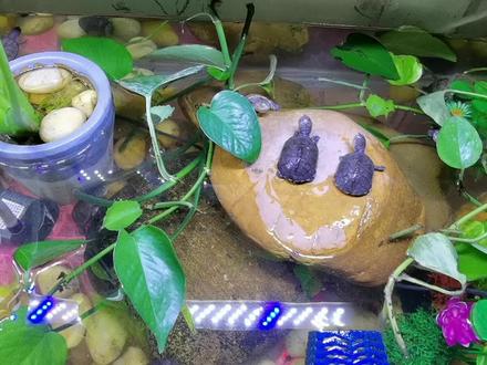 养殖西非侧颈龟,龟池如何布置才好?新手可参考!