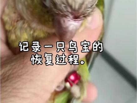 记录一只鹦鹉的恢复过程 #鹦鹉#小太阳鹦鹉#和尚鹦鹉#牡丹鹦鹉