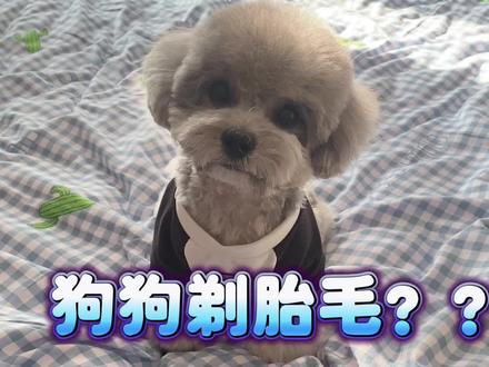 狗狗胎毛到底能不能剃?真的没必要!
#灰泰迪 #抖in萌宠计划 #狗狗剃胎毛 #科学养宠攻略 #萌宠日常记录 @DOU+小助手