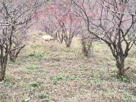 黄柏塬穿越老县城,途中遇到一头白色羚牛,“老县城”是个村名