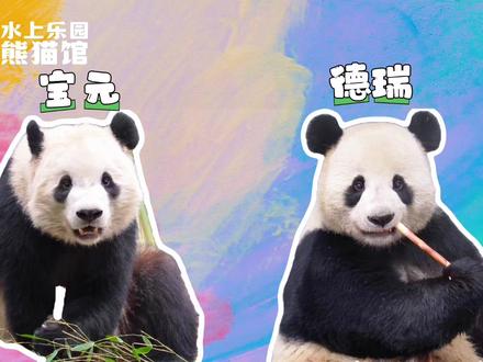 水上乐园动物园大熊猫馆场馆大揭秘! 新家抢先看,带大家云参观“德瑞”“宝元”新家
#国宝 #大熊猫德瑞 #大熊猫宝元 #水上乐园熊猫馆
#乌鲁木齐看国宝
