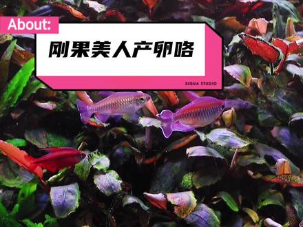 刚果美人鱼太容易繁殖了,所以价格很便宜
