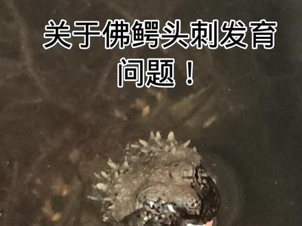 佛鳄头刺都是基因,所以说大家饲养的过程中水位深一点让头刺充分发育,你们的龟龟就爆刺了#养龟日常 #养龟人 #佛鳄龟 #史前巨兽