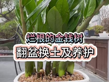 烂根的金钱树翻盆换土及养护#金钱树 #金钱树养护
