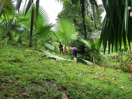 阿飞和越南老婆翠花的新家周围太漂亮了,用棕榈叶铺的房顶,大家看看美不美?#越南生活 #越南乡村生活