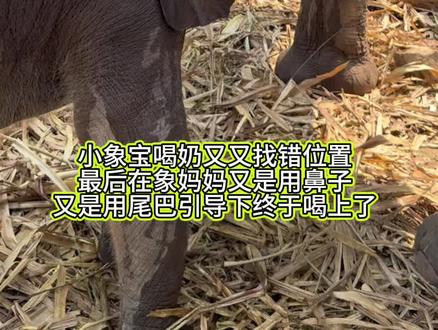 象妈妈既耐心又聪明 #母爱 #大象 #温暖