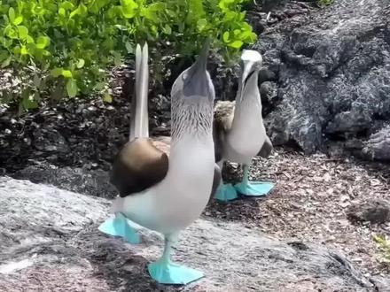 蓝脚鲣鸟的脚为什么是蓝色的 #科普 #蓝脚鲣鸟 #动物