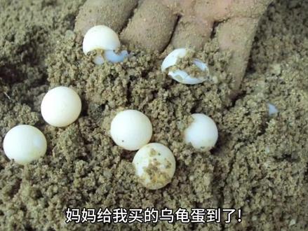 观察日记-小乌龟成长记#学生原创优秀作文 #校园生活 #童年时光总是美好生活的回忆