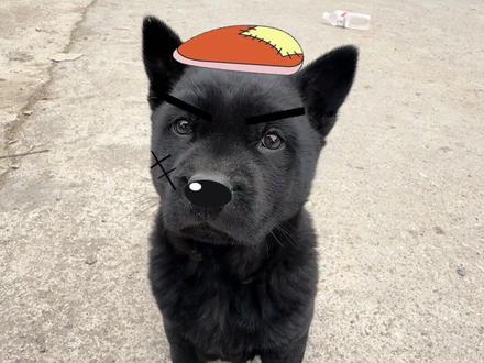 这也太萌了吧!!!#小黑狗 #灰太狼蕉太狼 #恶犬出没