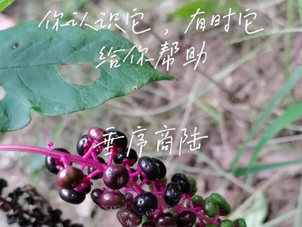 商陆,中药名。为商陆科植物商陆或垂序商陆的干燥根。具有逐水消肿,通利二便之功效,外用具有解毒散结之功效。有一定毒性,应用咨询专业医生及药师。#大自然的馈赠 #中医 #中药 #商陆