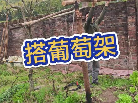 搭葡萄架!
今年能吃上自己种的葡萄吗?
#农村生活 #农活 #农活干起来 #三农 #日常vlog