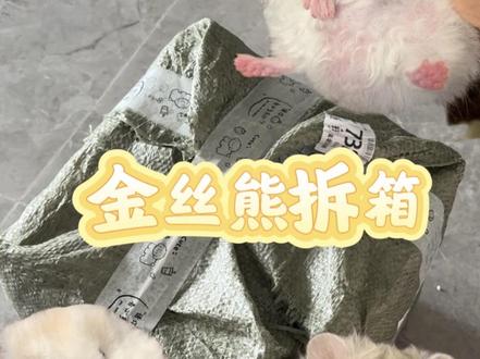 金丝熊宝宝到家啦~#金丝熊#仓鼠#养鼠日常