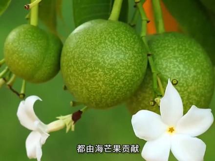 世界上最危险的8种杀人 树