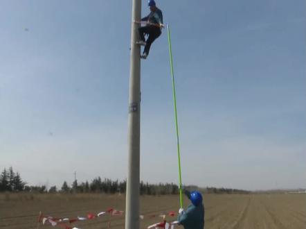 涨知识:捅鸟窝居然是为了保护鸟类???#鸟 #电力 #电线杆 #鸟窝 @抖音小助手