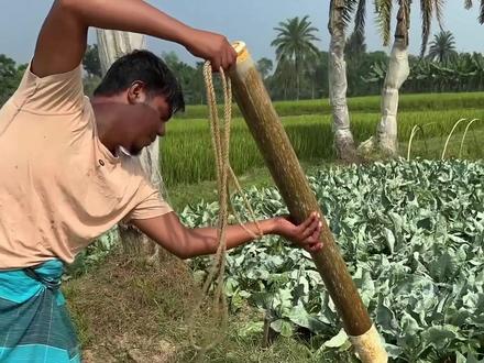 孟加拉田间铁筒抽水泵,不用电纯人力压,灌田抽水超靠谱 #三农 #农村生活 #农业科普 #农业技术