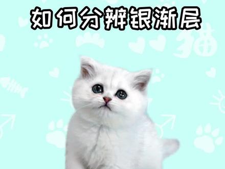 #猫 #英短银渐层 #银渐层 什么是银渐层?@DOU+小助手