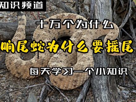 响尾蛇为什么要摇尾巴 #毒蛇 #昆虫世界 #响尾蛇 #十万个为什么 #爬行动物