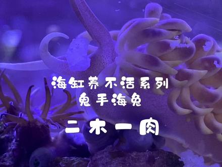 海水缸中的海兔分类,鬼手海兔,蓝丝绒海兔,海猪,海牛,都有什么用#海水鱼珊瑚 #海缸日记 #海洋生物 #小丑鱼 #海洋世界