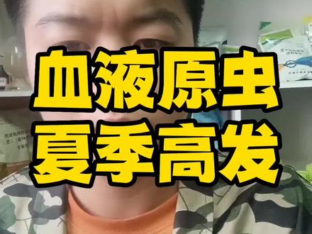 夏季来临,血液原虫病开始高发,养猪人一定要知道血虫病的症状以及解决方案!#一线兽医工作者 #每天分享养殖技术和经验 #所有养猪人