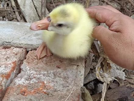 小黄鹅疑似遭遇不幸,检查踪迹发现3处血迹,最后的疑虑是谁干的 #小鹅 #宠物鸭 #宠物