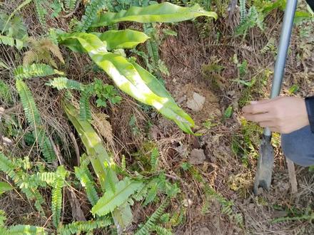 一个月前埋的树叶,今天公开看腐烂程度。