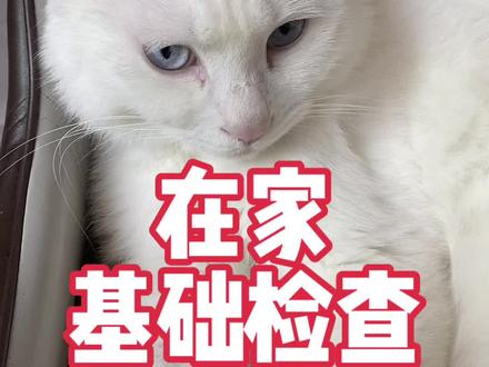 观察这些部位可以帮助我们自己在家简单判断猫健康状况#新手养猫 #科学养宠攻略 #养猫经验分享 #猫知识 #养猫人