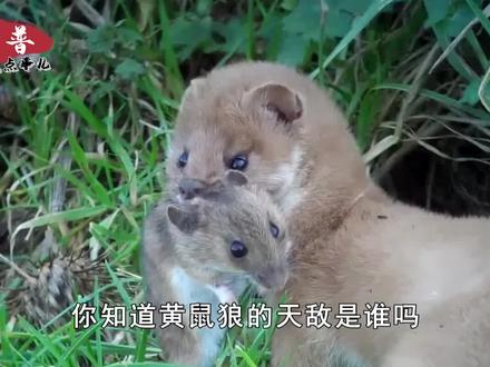 黄鼠狼天不怕地不怕,为什么偏偏怕大鹅?看看大鹅的段位有多高