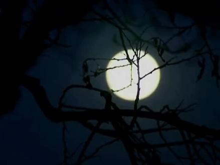 王二妮演唱:《月是故乡明》