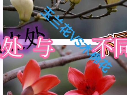 阳春三月玉兰花与木棉花妖娆盛开,详细解说它们之间的共性和特性 #玉兰花与木棉花共性特性 #玉兰花开了 #木棉花的春天