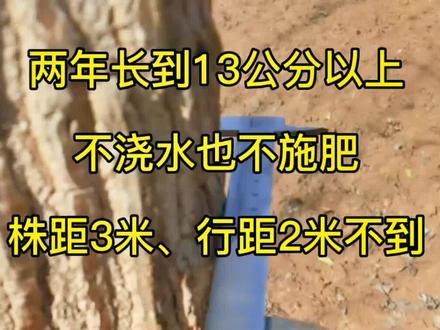 速生杨树苗几年成材?无絮速生杨杨树能长多大?3804、3412长的快吗?2023年3月份拍摄#无絮杨繁育基地 #新农人计划2023