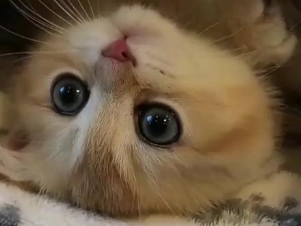 犬猫常见皮肤病和处理方法(二)