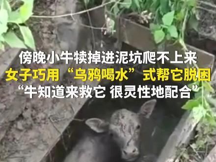 3月4日,海南。傍晚一两百斤的小牛犊掉进泥坑爬不上来,女子巧用“乌鸦喝水”式帮它脱困。“牛知道来救它,很灵性地配合”。(第1眼TV-华龙网原创采访报道)