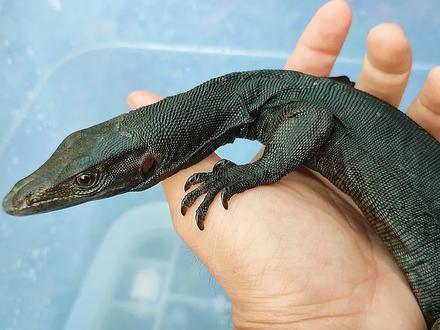 黑龙泽巨蜥~
#爬宠 #异宠 #巨蜥