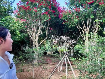 山东大爷种了十多年的百日红紫薇树
