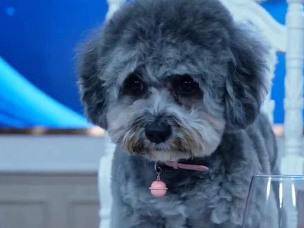 #AI豪门清算时刻#随变ai随便玩 #随变拿捏大佬气场 豪狗大佬