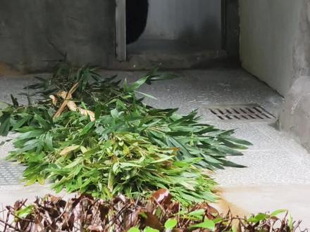 我良月~回来啦!#大熊猫良月 #一起看熊猫 #阔爱炸了