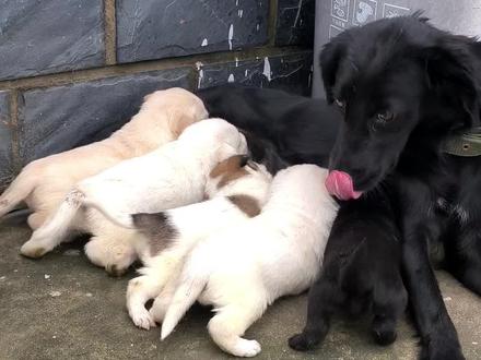 葫芦狗们会吃辅食了。#农村土狗 #小狗吃辅食