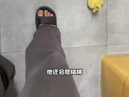 我在鱼房养鸭子 #鸭子 #宠物 #水族