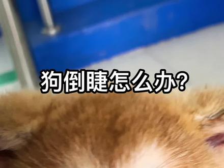 倒睫会引起狗狗流眼泪有眼屎,如果长时间不解决还会损伤眼睛#新手养狗 #养狗小知识 #秋田犬