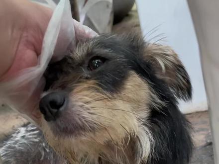 一个视频了解流浪狗小黑的逆袭过程,感谢愿意看完的朋友!#流浪狗逆袭 #流浪狗不再流浪 #领养代替购买