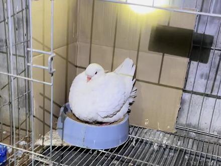 最近老是弄碎蛋是怎么回事😬😬