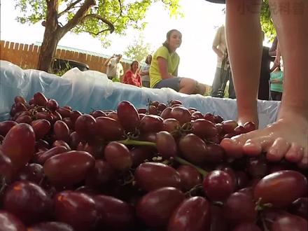 “少女光脚”踩葡萄,踩出世界“顶级葡萄酒”,这样的葡萄酒你敢喝吗?#科普 #葡萄酒 #涨见识