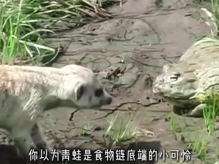 非洲有种蛙,能把眼镜蛇直接吃掉#非洲牛蛙 #动物科普