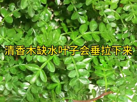#清香木 四季翠绿 不需要打理 2-3天泡一次水 #养护小知识 #净化空气 #花卉绿植 #园艺生活