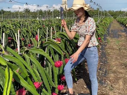 #红心火龙果 #源头好生鲜 #优质农产品 听说好多人没有见过火龙果树长什么样今天你就见到了!快@你朋友来看看