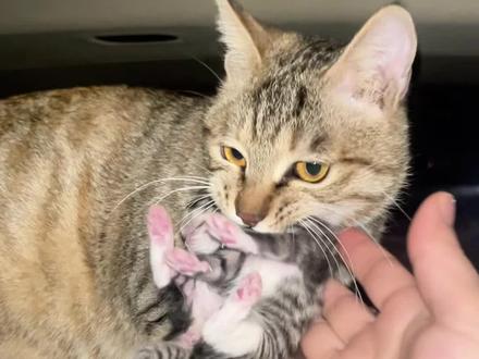 我家流浪猫琥珀的#生产日记 一波三折平安顺产#猫咪生产过程 #猫咪生崽