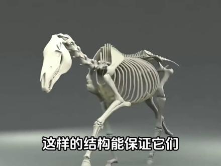 马腿断了,马必须会死? #涨知识 #知识 #马