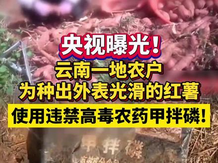 央视曝光!#云南 一地农户为种出外表光滑的红薯,节省成本并提高产量,使用违禁高毒农药甲拌磷!#食品安全 #农药 (编辑:崔BB)